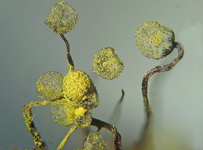 Cribraria aurantiaca?